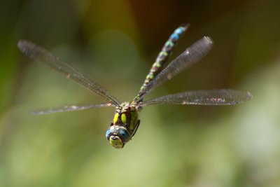 En plein vol_7995493312_l.jpg